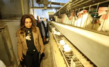 بعد انقطاع لسنوات.. وزيرة التنمية المحلية تشهد انطلاق إنتاج مشروع الـ 30 مليون بيضة بالخانكة