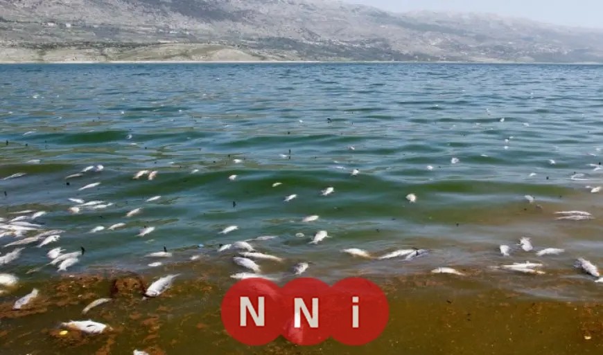 بسبب ارتفاع درجات الحرارة.. بحيرة المنزلة تواجه كارثة «نفوق الأسماك» والزراعة تتدخل