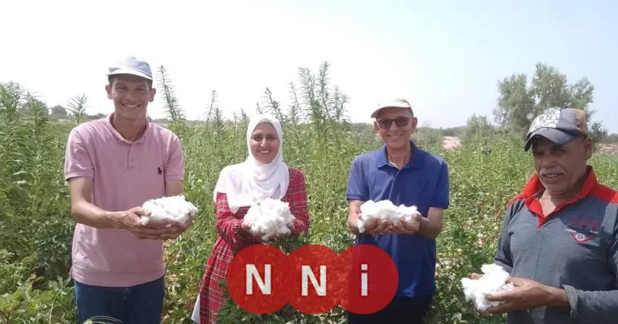 للمرة الأولى.. نجاح زراعة القطن في صحراء طور سيناء