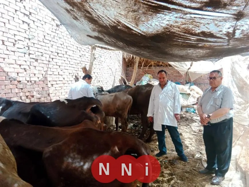 محافظ الدقهلية: تطعيم 45317 رأس ماشية ضد مرض الحمى القلاعية بلقاح sat1