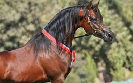 وزير الزراعة يعلن عودة مصر إلى الصدارة العالمية في مجال الخيول بإنجازين تاريخيين