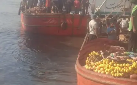 بعد انقطاع 4 أشهر… بدء موسم صيد الشانشولا 2025 في خليج السويس