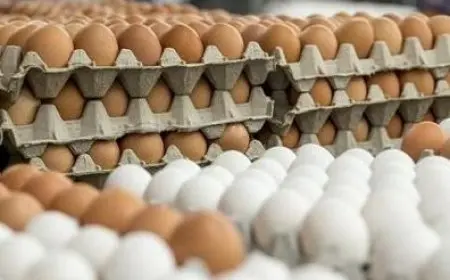 تعرف على سعر كرتونة البيض اليوم الاثنين 15 سبتمبر 2025 في الأسواق