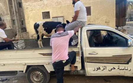 انطلاق حملة لمصادرة العجول والماشية الشاردة في شوارع بورسعيد للحد من العشوائية