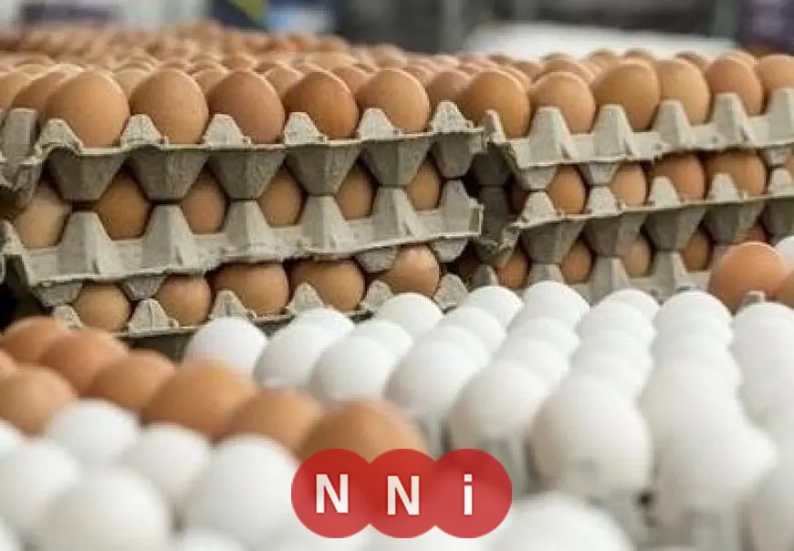 تعرف على أسعار البيض في مصر اليوم السبت 19 سبتمبر 2025