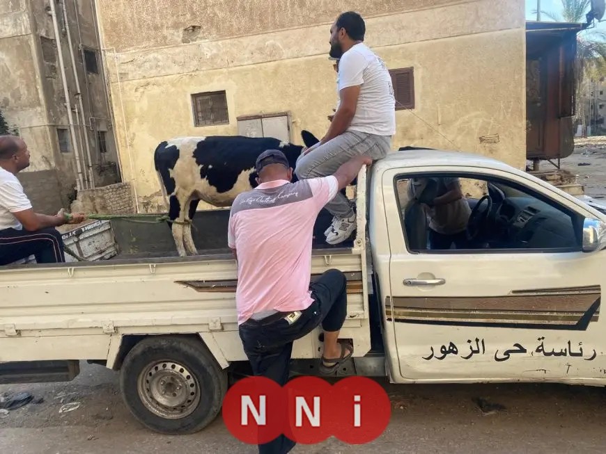انطلاق حملة لمصادرة العجول والماشية الشاردة في شوارع بورسعيد للحد من العشوائية