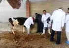 طرق فعّالة لحماية الماشية من الحمى القلاعية توضحها وزارة الزراعة