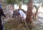 بدء الحملة الوطنية لتحصين الماشية ضد الحمى القلاعية والوادي المتصدع في مصر