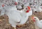 تعرف على أسعار الدواجن والبانيه في الأسواق اليوم الثلاثاء بعد انخفاضها الأخير