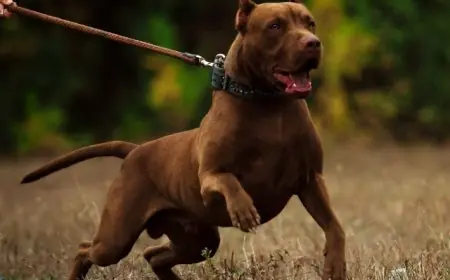 طرق فعّالة لمواجهة العنف ضد الحيوانات