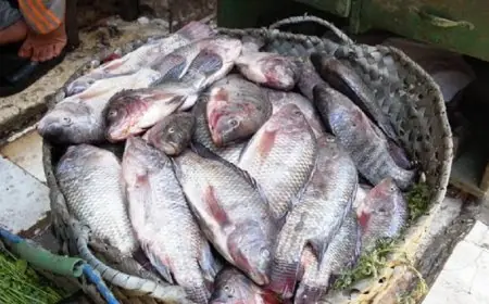 تعرف على أسعار الأسماك اليوم الخميس: البلطي يبدأ من 71 جنيهًا فقط