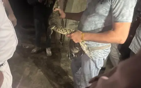 اكتشاف مفاجئ تمساح نيلي صغير يجذب الأنظار في حدائق الأهرام بمحافظة الجيزة