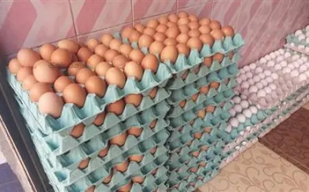 تعرف على أسعار البيض اليوم الاثنين 13 أكتوبر 2025 في الأسواق