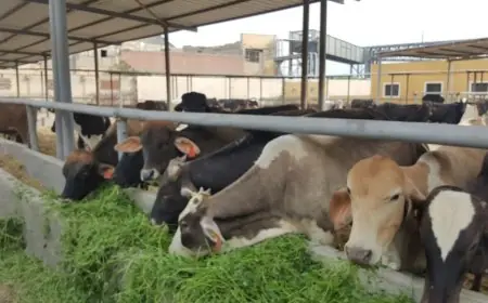 تحديث شامل لبيانات الوضع الوبائي للصحة الحيوانية في مصر ضمن النظام العالمي