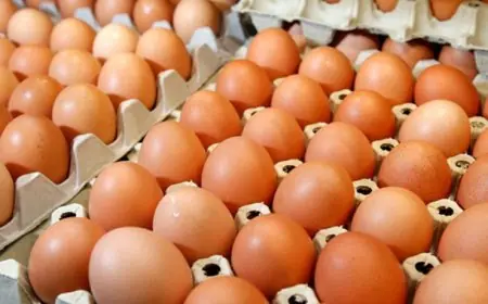 تعرف على أحدث أسعار البيض اليوم الجمعة 17 أكتوبر 2025 من المزرعة مباشرة