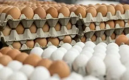 تعرف على أسعار كرتونة البيض اليوم الجمعة 24 أكتوبر 2025 بعد الانخفاض الأخير