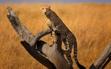 أسوان تكشف الحقائق حول وجود حيوانات برية خطيرة في منطقة خور عواضة