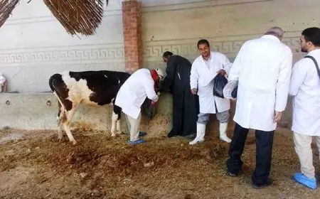 طرق فعّالة لحماية الماشية من الحمى القلاعية توضحها وزارة الزراعة