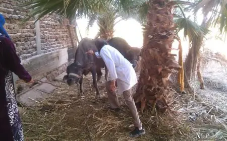 بدء الحملة الوطنية لتحصين الماشية ضد الحمى القلاعية والوادي المتصدع في مصر