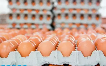 تعرف على أسعار طبق البيض في الأسواق اليوم الأحد 26 أكتوبر 2025