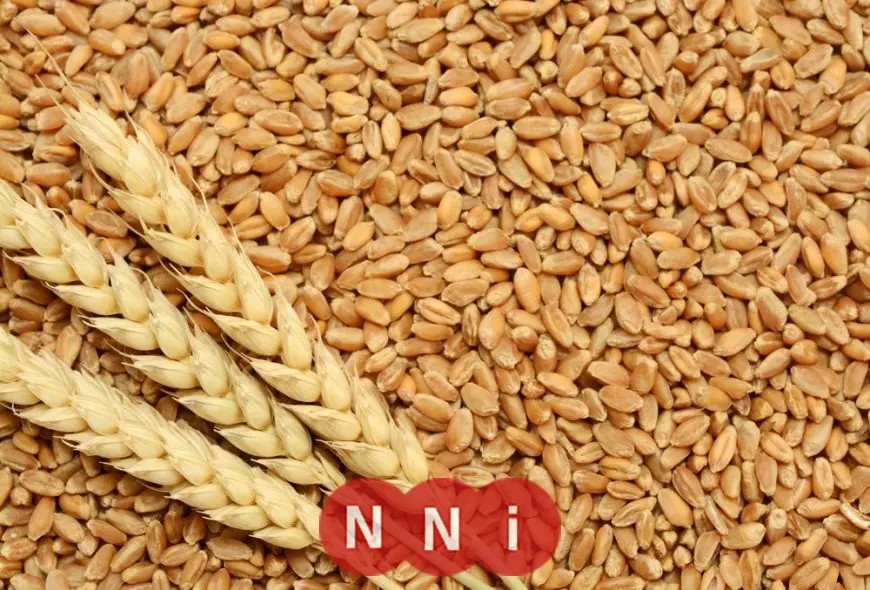 وزارة الزراعة تصدر خريطة دعم أنواع القمح للموسم الجديد
