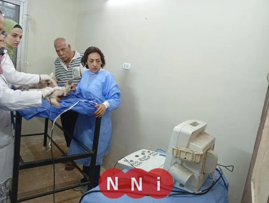 محافظة الجيزة تطلق حملة لتطعيم وتعقيم الكلاب بالتعاون مع جامعة القاهرة