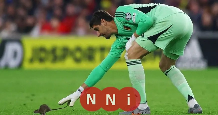 جرذ يسبب إيقاف مباراة ويلز وبلجيكا بعد مراوغته تيبو كورتوا