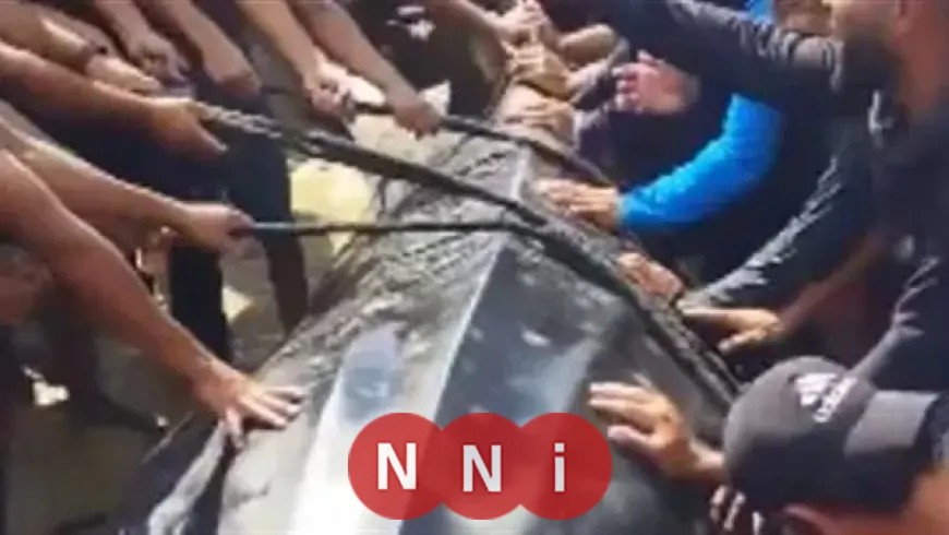 ظهور سمكة عملاقة في خان يونس يجلب الرزق والدهشة للصيادين والنازحين