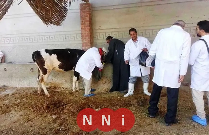 طرق فعّالة لحماية الماشية من الحمى القلاعية توضحها وزارة الزراعة