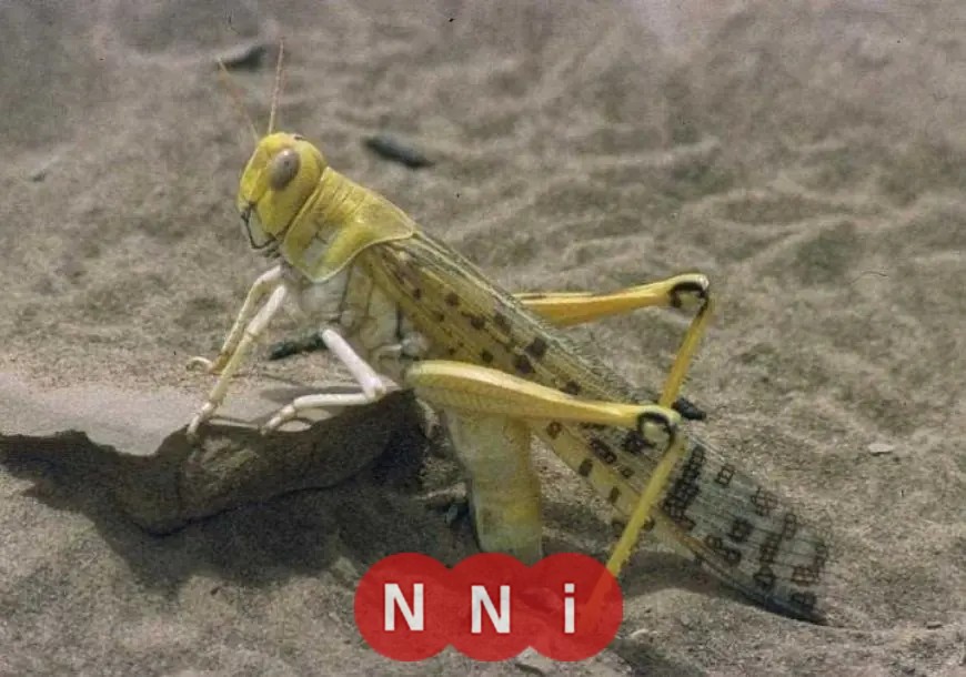 مصر تعزز جهودها الإقليمية لمكافحة انتشار الجراد الصحراوي وتقليل المخاطر المحتملة