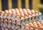 انخفاض سعر طبق البيض يجلب بشرى سارّة لمستهلكي المواد الغذائية