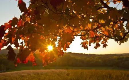 الأرصاد تكشف عن تقلبات جوية حادة في الخريف تجمع بين الأمطار والحرارة العالية