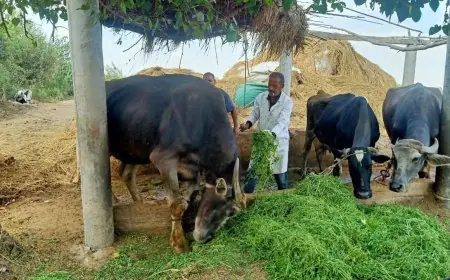 لقاح العترة الجديدة: وزارة الزراعة تؤكد سيطرة كاملة على الحمى القلاعية وسلامة اللحوم