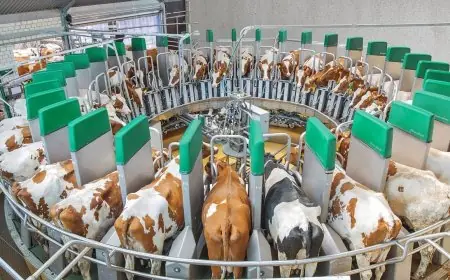 الزراعة تمنح 774 ترخيصًا لتشغيل مشروعات الإنتاج الحيواني والداجني في مختلف الأنشطة