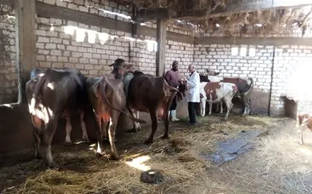 الدقهلية تحتفل بتحصين 16 ألف رأس ماشية ضمن الحملة القومية ضد الحمى القلاعية