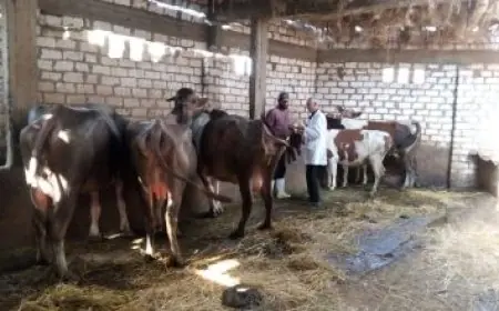 وزير الصحة يقود خطوات إنشاء قاعدة بيانات وطنية لترشيحات الدراسات العليا في المجال الطبي