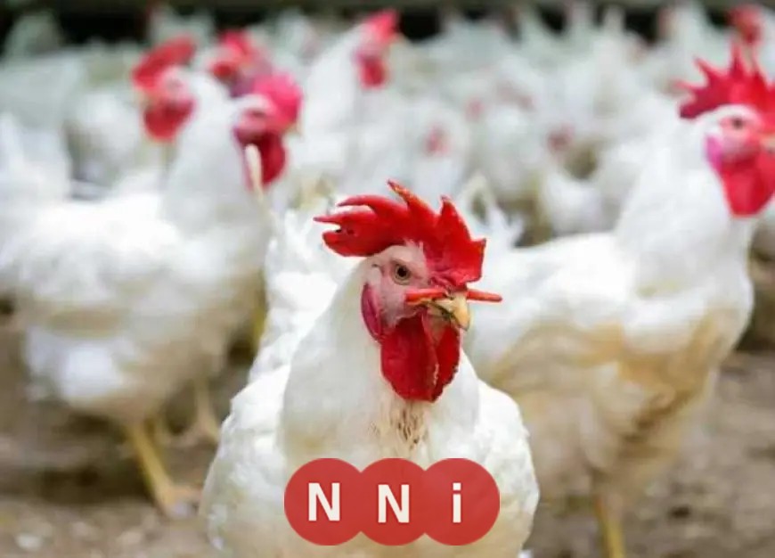 تعرف على أسعار الدواجن اليوم السبت 1 نوفمبر 2025 في المزرعة والكتكوت يصل لـ 20 جنيهًا