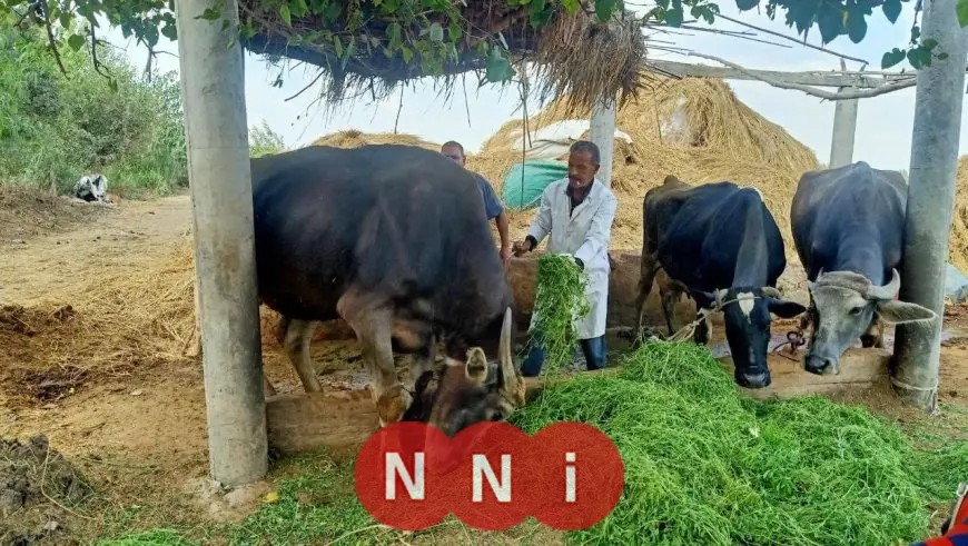 لقاح العترة الجديدة: وزارة الزراعة تؤكد سيطرة كاملة على الحمى القلاعية وسلامة اللحوم