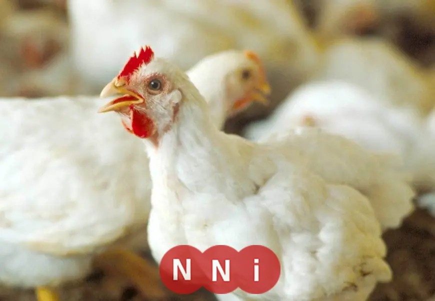 تراجع كبير في أسعار الفراخ البيضاء اليوم الخميس الكيلو ينخفض 4 جنيهات