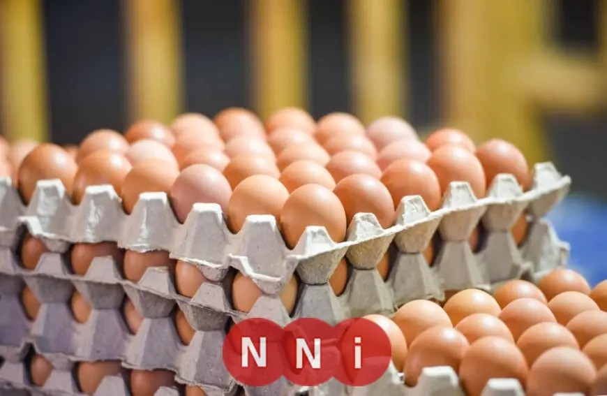 تعرف على أحدث أسعار كرتونة البيض اليوم الخميس في الأسواق لجميع الأنواع