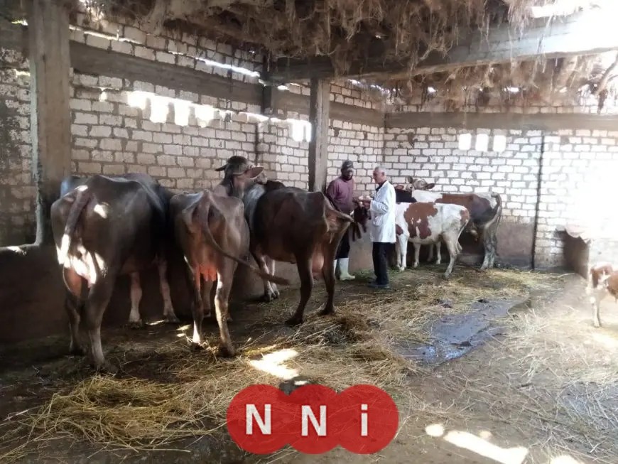 الدقهلية تحتفل بتحصين 16 ألف رأس ماشية ضمن الحملة القومية ضد الحمى القلاعية