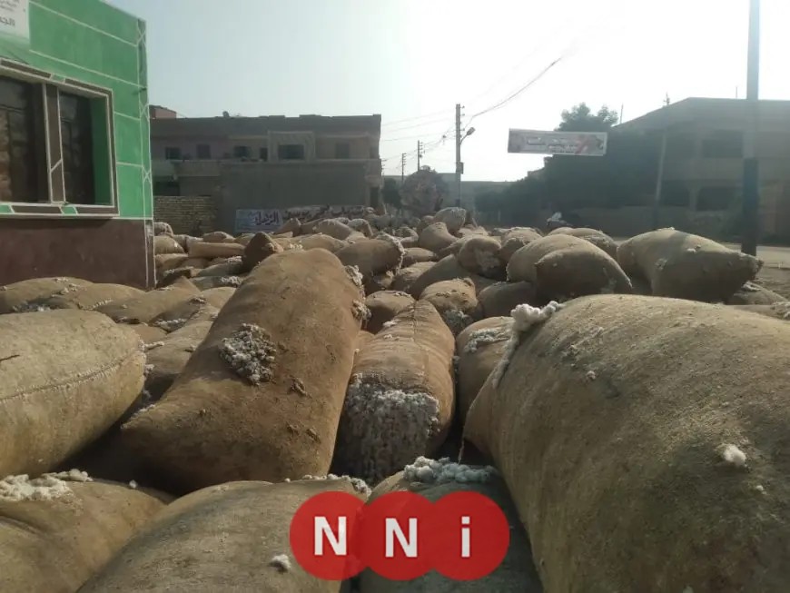 اكتشاف مخزن ضخم لتخزين وبيع القطن دون ترخيص في الشرقية