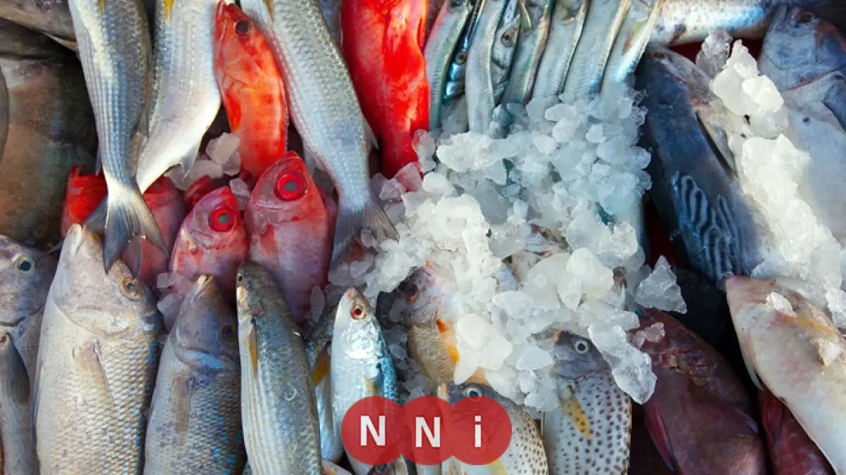 تعرف على أسعار الأسماك اليوم الأحد 14 ديسمبر 2025 في سوق العبور