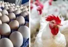 انخفاض جديد في أسعار الدواجن والبيض اليوم الأحد الكيلو الأبيض يتراجع