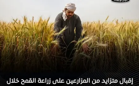 الزراعة توضح: إقبال متزايد على زراعة القمح هذا الموسم ونفي شائعات العزوف