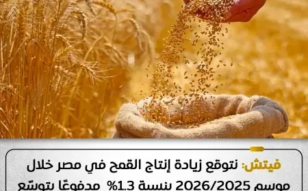 فيتش تتوقع زيادة إنتاج القمح في مصر بنسبة 1.3% بفضل مشروعات التوسع الزراعي
