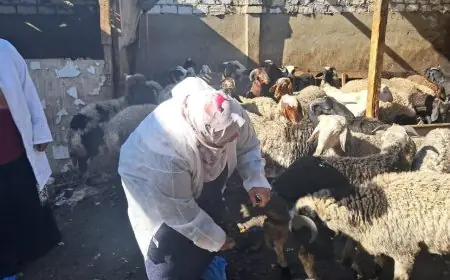 الزراعة تعلن عن تحصين مذهل للماشية بأكثر من 8.1 مليون جرعة للقاحات الحمى القلاعية والوادي المتصدع