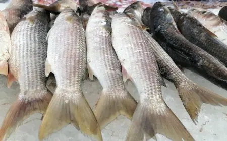 تعرف على أسعار الأسماك اليوم الأحد البلطي يبدأ من 68 جنيهًا فقط