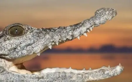 مفاجأة صادمة من شيخ الصيادين في الشرقية حول تمساح الزوامل