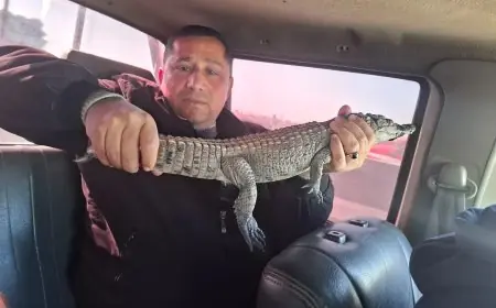 إعادة التمساح الضائع من مصرف الزوامل إلى موطنه في بحيرة ناصر تتصدر جدول أعمال وزارة البيئة